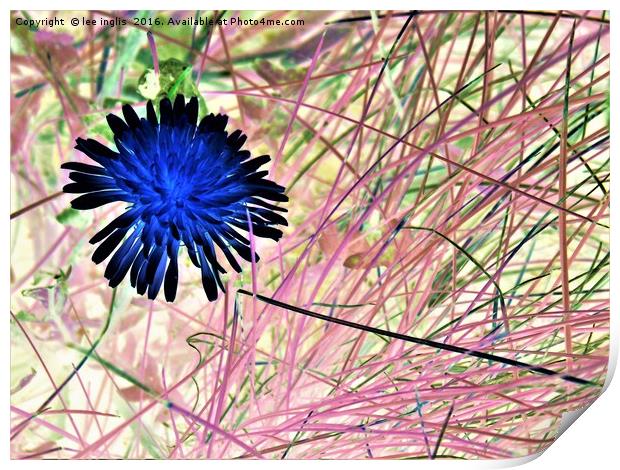 dandelion flower Print by Lee Inglis