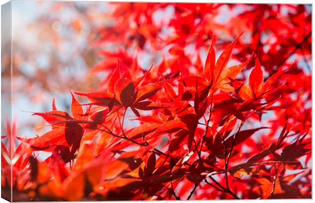 Blood red maple leaves Canvas Print by Kevin Livingstone