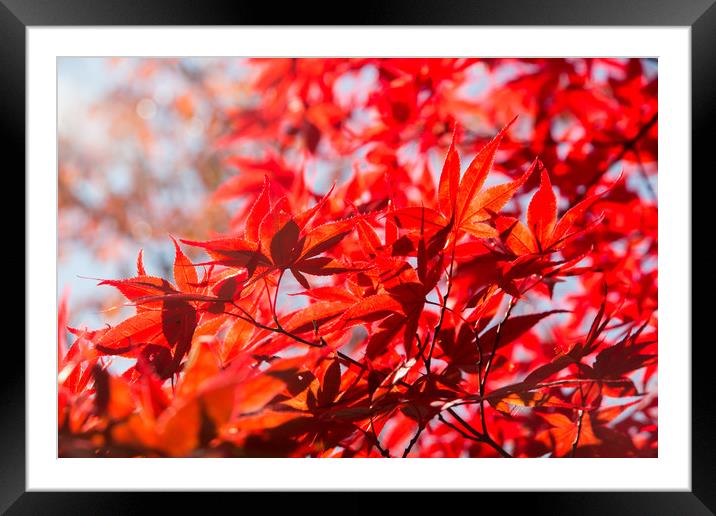 Blood red maple leaves Framed Mounted Print by Kevin Livingstone