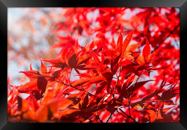 Blood red maple leaves Framed Print by Kevin Livingstone