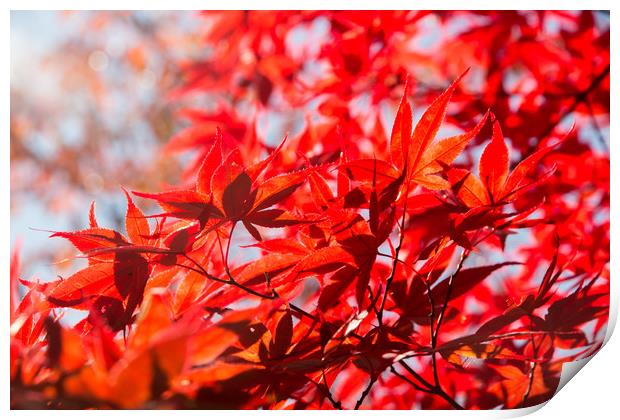 Blood red maple leaves Print by Kevin Livingstone