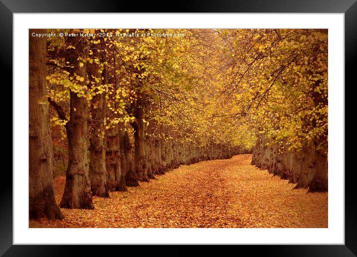 Autumn Trail Framed Mounted Print by Peter Hatter