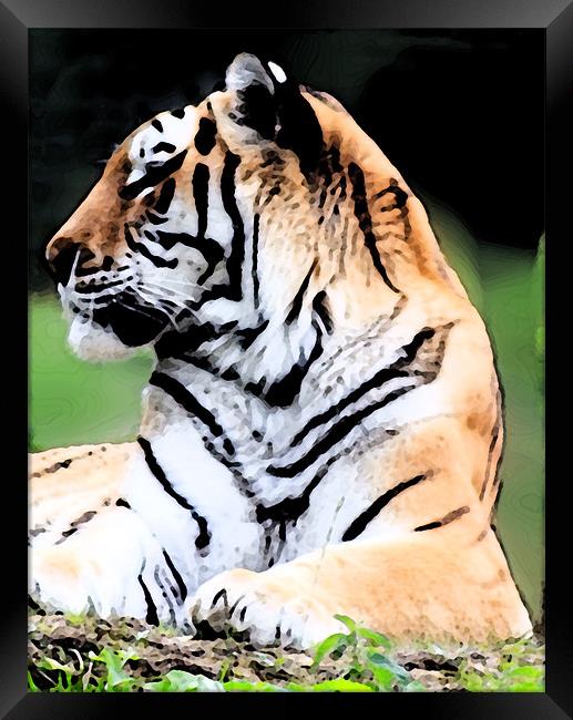 Siberian Tiger Framed Print by Ian Jeffrey