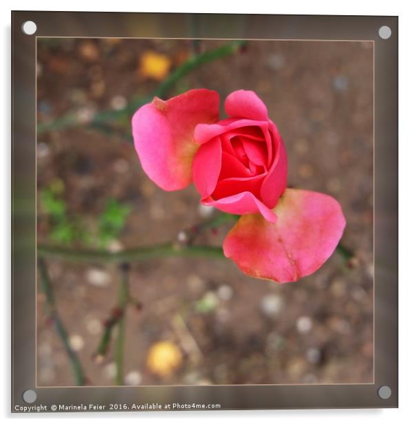 November rosebud Acrylic by Marinela Feier