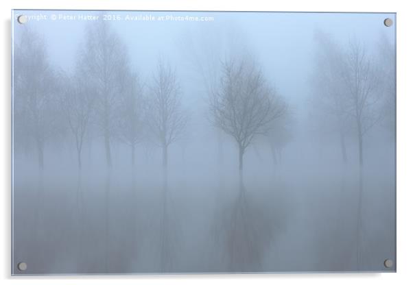Reflected trees in flood and fog. Acrylic by Peter Hatter