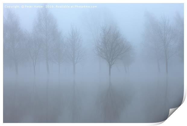 Reflected trees in flood and fog. Print by Peter Hatter