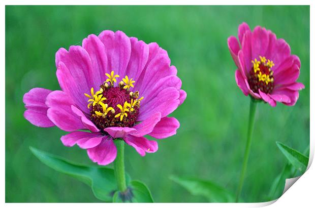 zinnia Print by Ferenc Kalmar