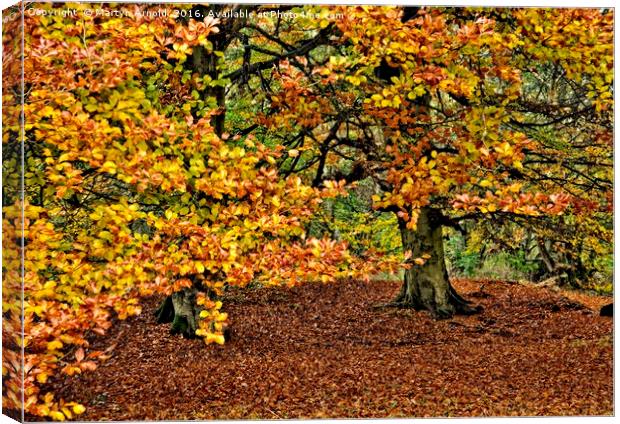 Autumn Trees Canvas Print by Martyn Arnold
