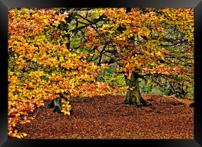 Autumn Trees Framed Print by Martyn Arnold