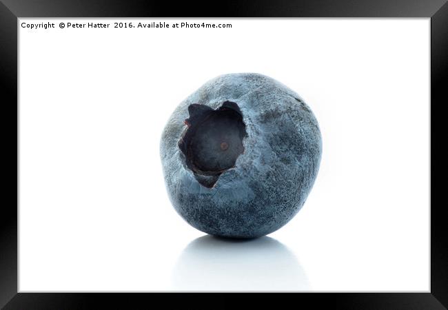 A single blueberry close up Framed Print by Peter Hatter