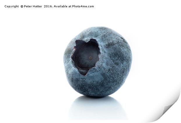A single blueberry close up Print by Peter Hatter