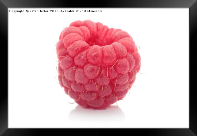 Single raspberry close up Framed Print by Peter Hatter