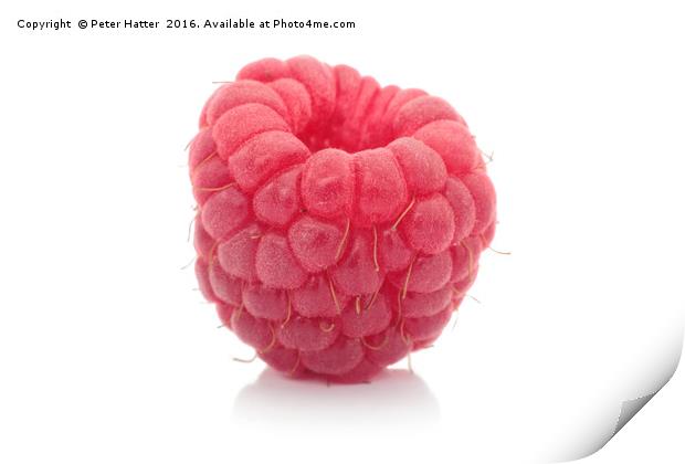 Single raspberry close up Print by Peter Hatter