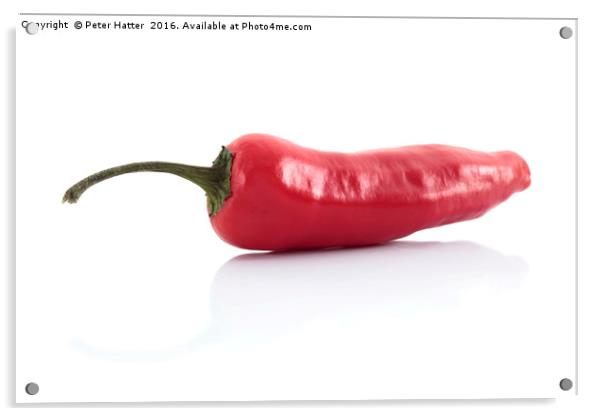 Single red chilli Acrylic by Peter Hatter