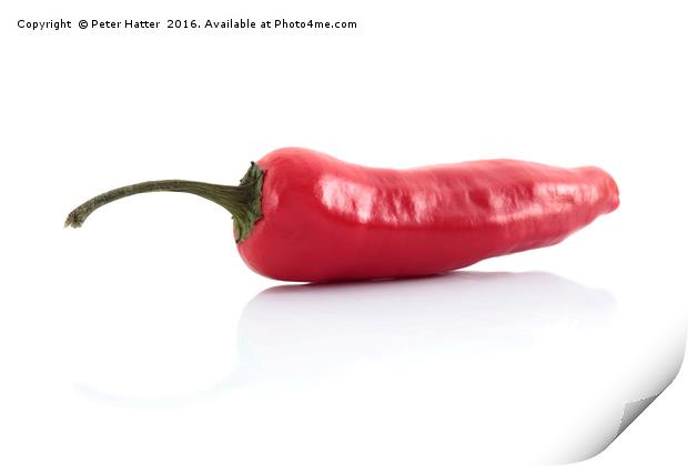 Single red chilli Print by Peter Hatter