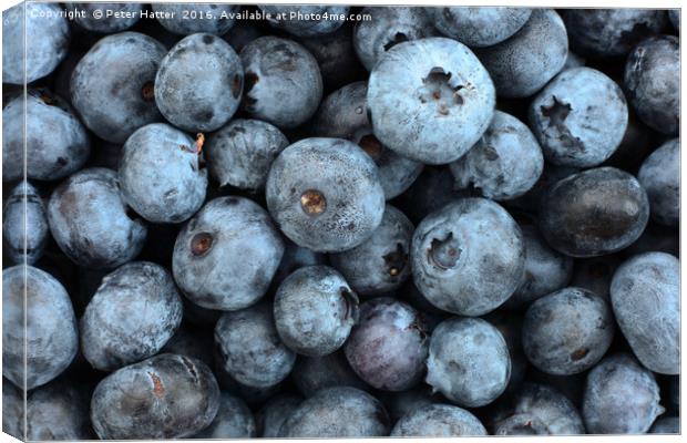 Lots of blueberries close up. Canvas Print by Peter Hatter
