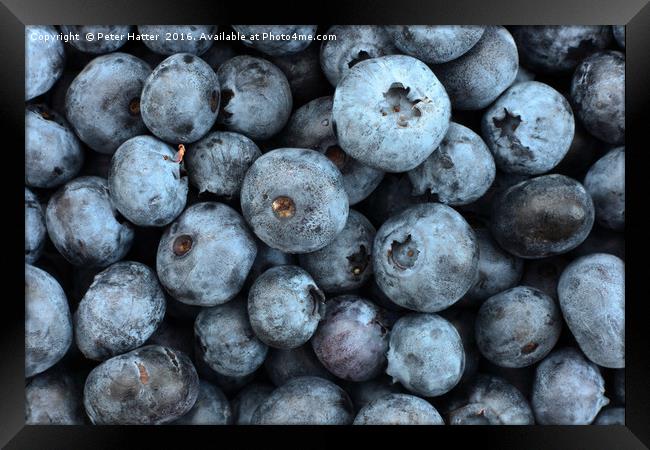 Lots of blueberries close up. Framed Print by Peter Hatter