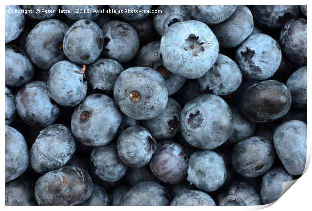 Lots of blueberries close up. Print by Peter Hatter