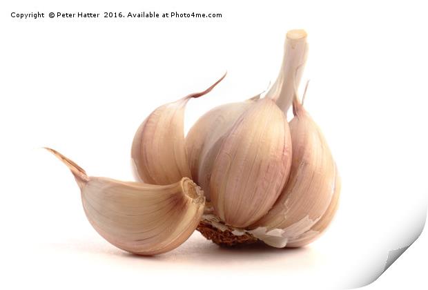 Garlic bulb and cloves. Print by Peter Hatter