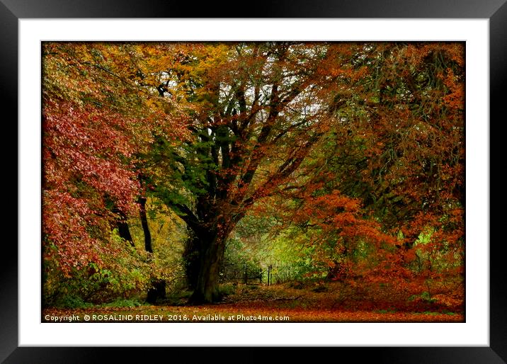 "AUTUMN AT OTTERBURN CASTLE" Framed Mounted Print by ROS RIDLEY
