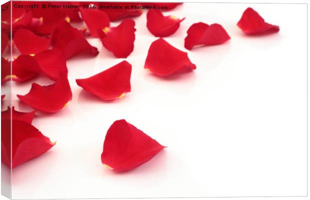 Red rose petals Canvas Print by Peter Hatter