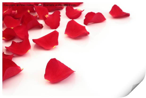Red rose petals Print by Peter Hatter
