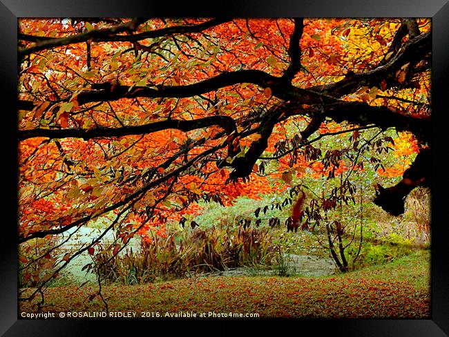 "AUTUMN TREE AT THE LAKE SIDE" Framed Print by ROS RIDLEY