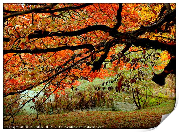 "AUTUMN TREE AT THE LAKE SIDE" Print by ROS RIDLEY