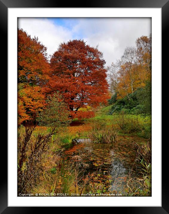 "AUTUMN TREES AT THE LAKE SIDE , OTTERBURN CASTLE" Framed Mounted Print by ROS RIDLEY