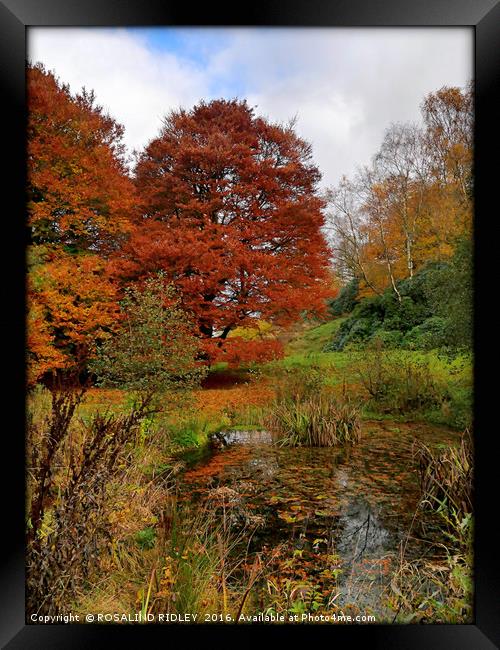 "AUTUMN TREES AT THE LAKE SIDE , OTTERBURN CASTLE" Framed Print by ROS RIDLEY
