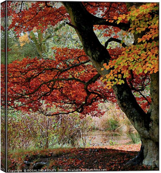 "TREE AT THE LAKE" Canvas Print by ROS RIDLEY