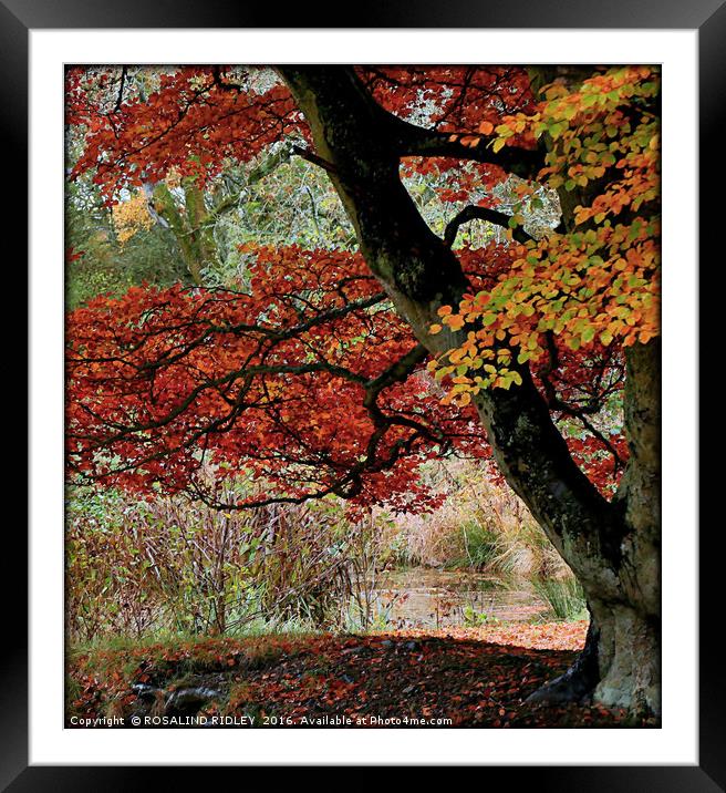 "TREE AT THE LAKE" Framed Mounted Print by ROS RIDLEY