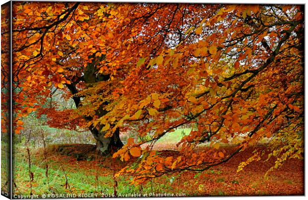 "BEAUTIFUL BEECHES" Canvas Print by ROS RIDLEY