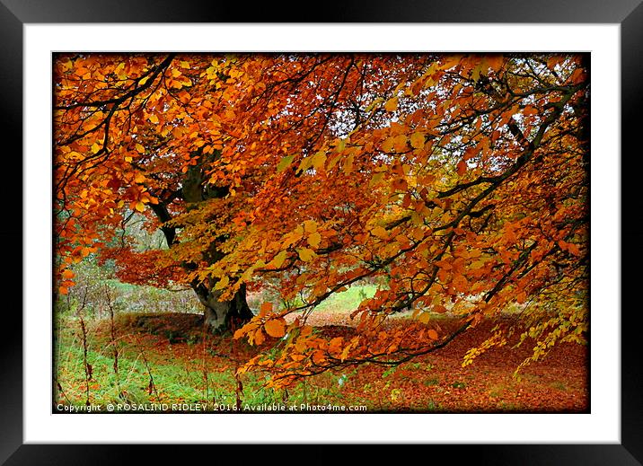 "BEAUTIFUL BEECHES" Framed Mounted Print by ROS RIDLEY