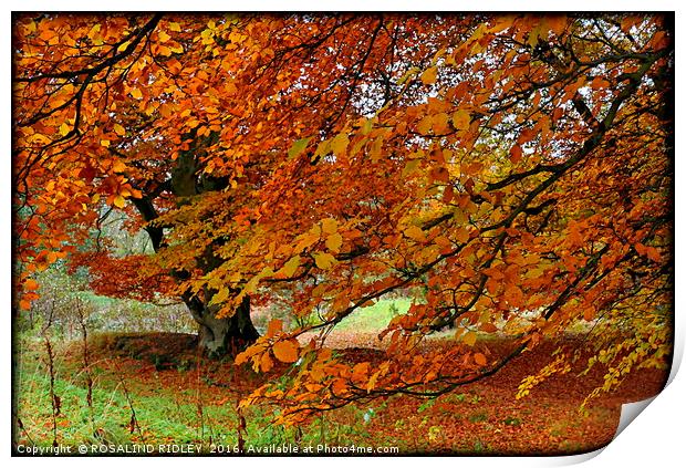 "BEAUTIFUL BEECHES" Print by ROS RIDLEY