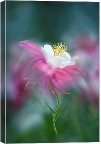 Columbine Pink Spring Flower  Canvas Print by Jacky Parker