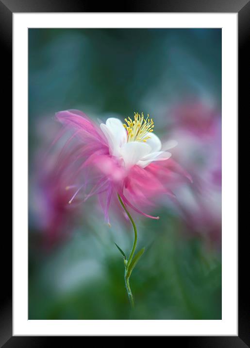 Columbine Pink Spring Flower  Framed Mounted Print by Jacky Parker