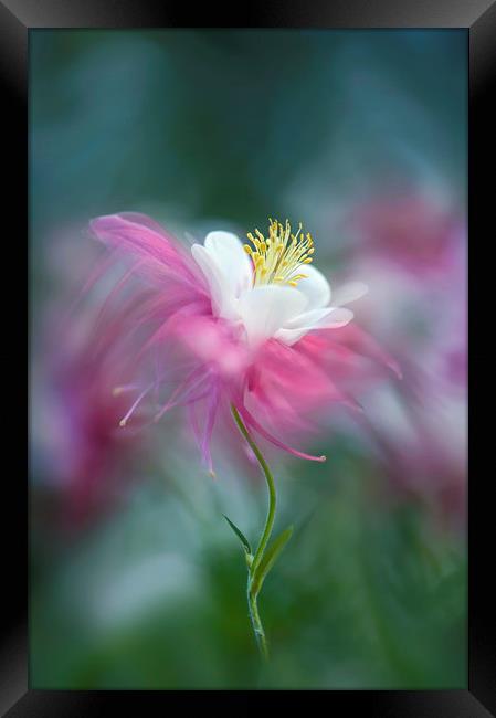 Columbine Pink Spring Flower  Framed Print by Jacky Parker
