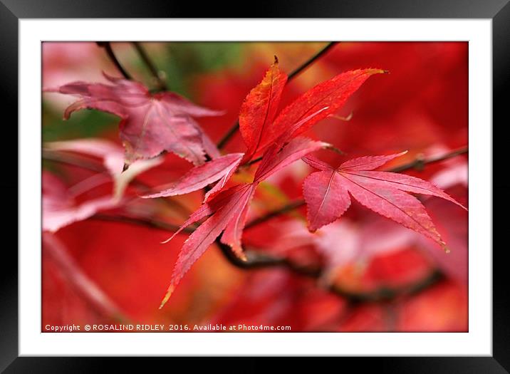 "AUTUMN ACER" Framed Mounted Print by ROS RIDLEY