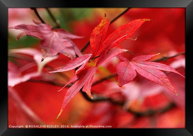 "AUTUMN ACER" Framed Print by ROS RIDLEY
