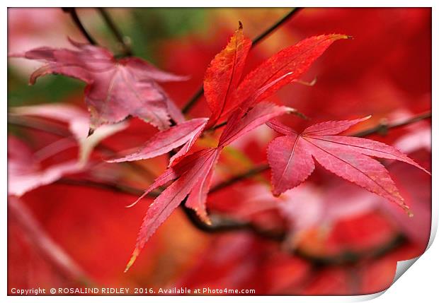 "AUTUMN ACER" Print by ROS RIDLEY