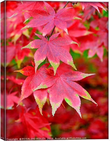 "VARIEGATED AUTUMN ACER" Canvas Print by ROS RIDLEY