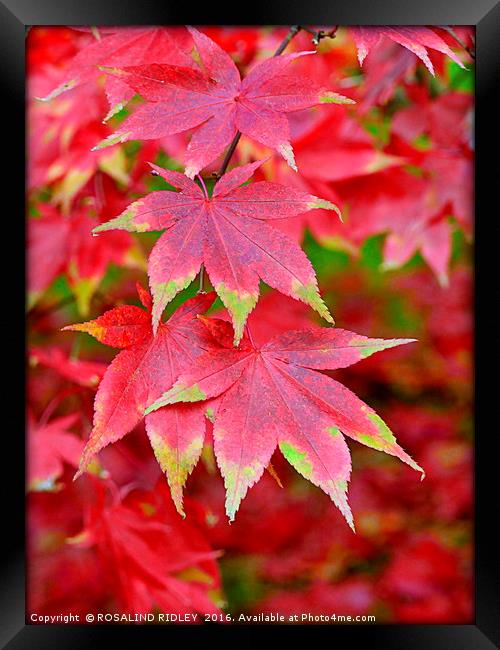 "VARIEGATED AUTUMN ACER" Framed Print by ROS RIDLEY