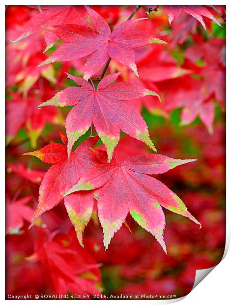 "VARIEGATED AUTUMN ACER" Print by ROS RIDLEY