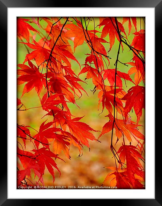 "TRAILING ACER" Framed Mounted Print by ROS RIDLEY