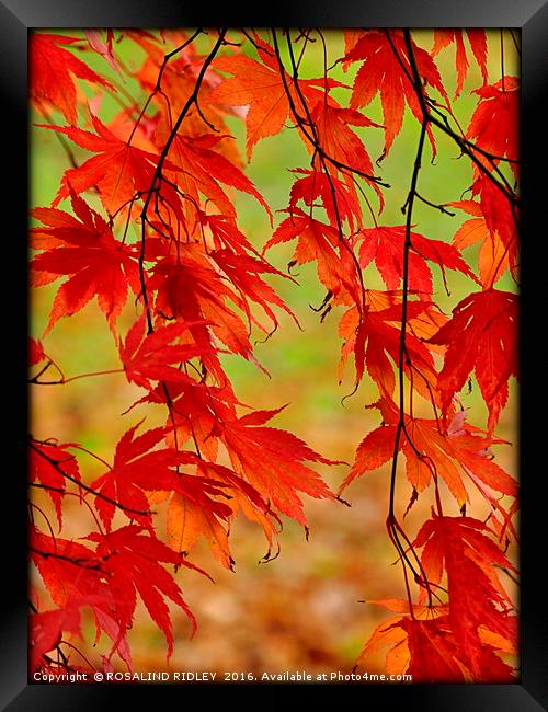 "TRAILING ACER" Framed Print by ROS RIDLEY
