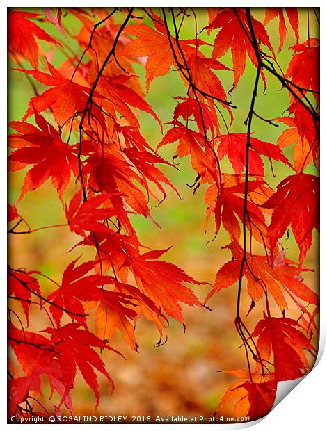 "TRAILING ACER" Print by ROS RIDLEY