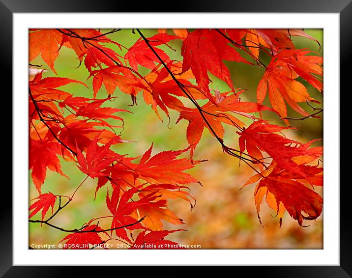 "ACER BLOWING IN THE WIND" Framed Mounted Print by ROS RIDLEY