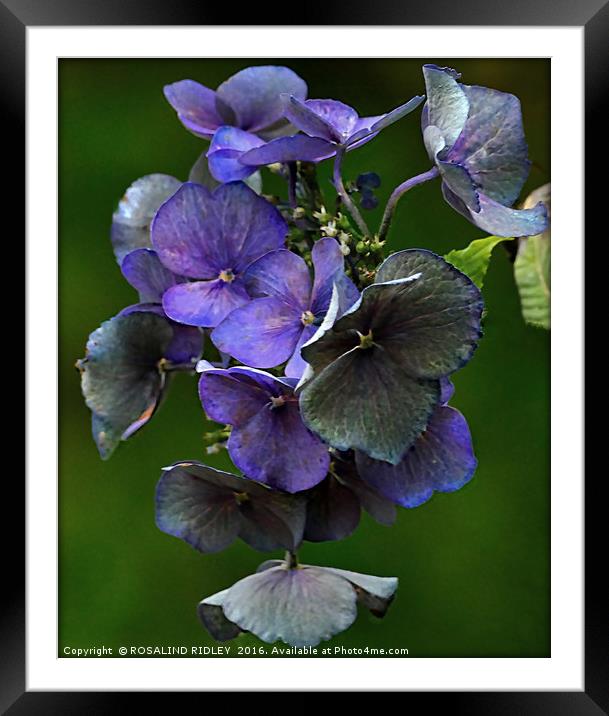 "FADING HYDRANGEA" Framed Mounted Print by ROS RIDLEY