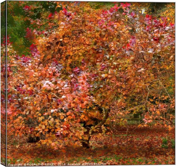 "BEAUTIFUL MULTI-COLORED  AUTUMN TREE" Canvas Print by ROS RIDLEY